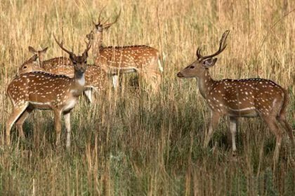 corbett-national-park