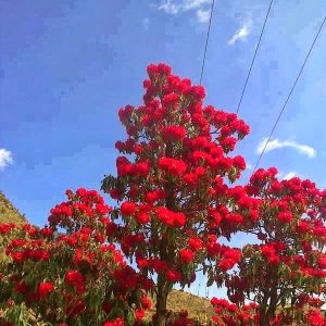 burans flower tree
