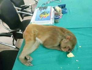 monkey