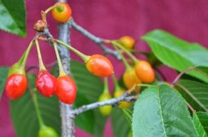 prunus cerasoides