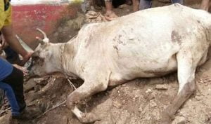 cow