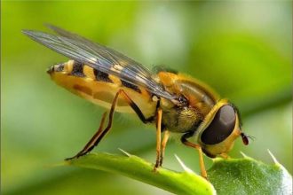 bee
