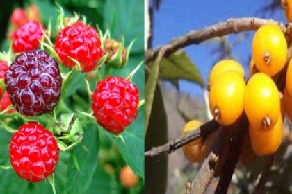 fruit