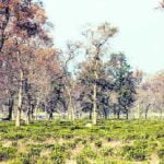 dehradun