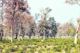 dehradun