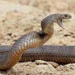 snake