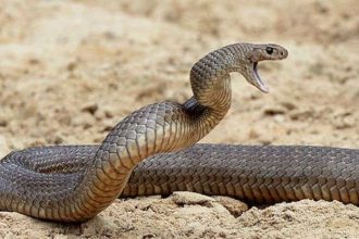 snake