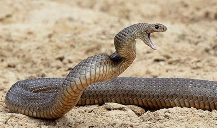 snake