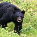 bear