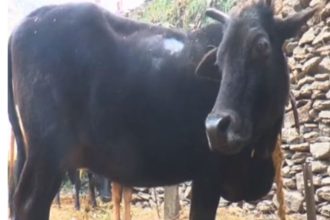 cow