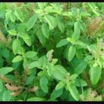 tulsi