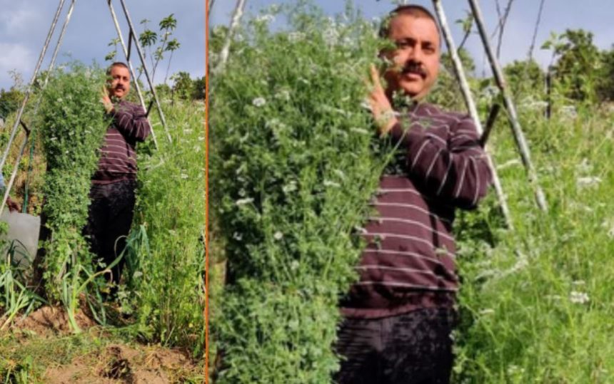 हरा धनिया
