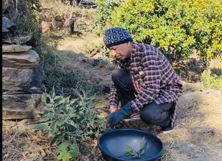 Herbal NettleTea