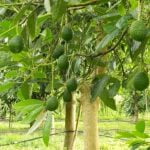 Avocado ke Fayde
